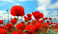 经典励志文章：为自己开一朵花