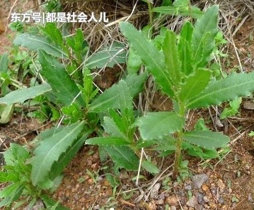 你是便宜的草