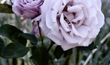 自己预支一份坚强