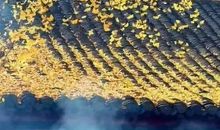 上天让谁灭亡，总是先让他膨胀