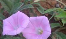 只有熬得过等待，才能等得到花开