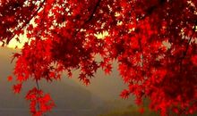 励志美文：人生如月