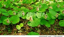 描写夏天花和田野的句子