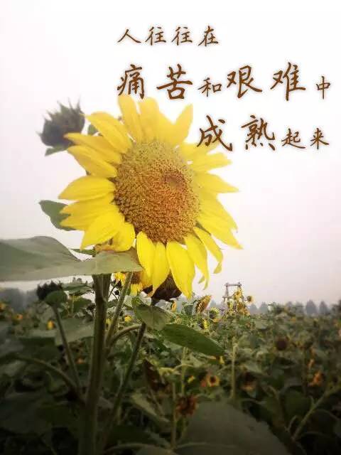 这房子可以租，但生活却不行