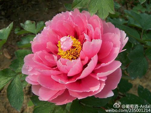 牡丹花诗