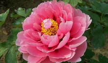 关于牡丹花的诗句