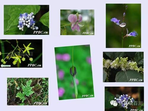 端午节对联