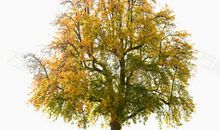 描写秋天树木的句子