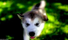 描写动物吃相的句子