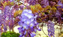 描写风信子的句子