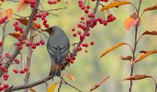 与鸟有关的语句