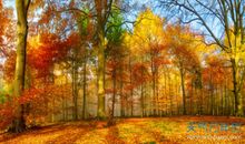 有关于描写秋天的优美句子