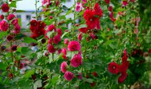 有关春天的优美句子50字左右