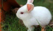 描写兔子的优美句子