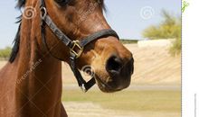 刘亮程：逃跑的马