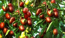 三年级作文：一颗红枣