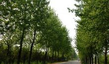 描写白杨树的句子