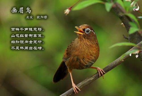 诗句与鸟