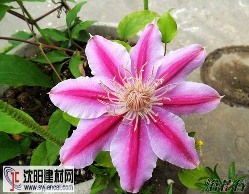 鲁贝尔的名言