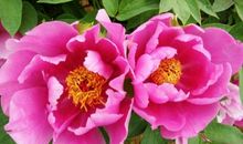 描写牡丹的优美句子