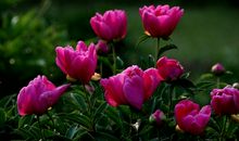 描写芍药花的句子