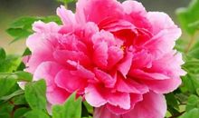 描写牡丹的优美语句