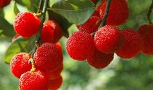 描写杨梅的句子