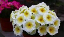 描写花开得旺的成语