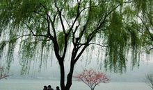 卑微而顽强,像柳树那样地活着