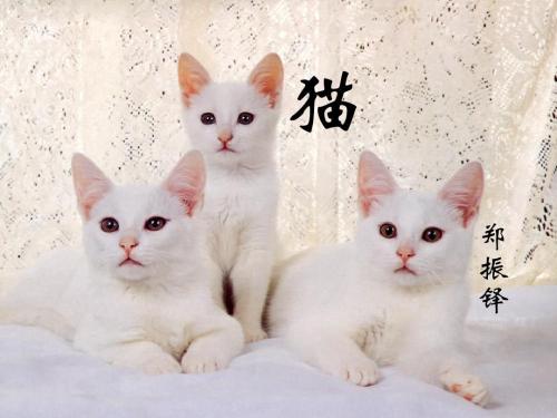 郑振铎：猫