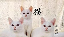 郑振铎：猫