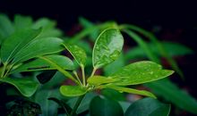 吴组缃：黄梅时节