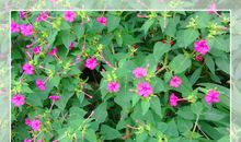 花开夜来香作文