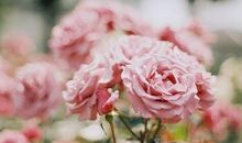 爱一朵花,就别让它离开自己的枝头