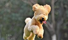 形容贵宾多的成语