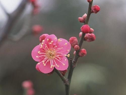 精选描述花朵的美丽句子