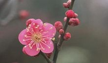 描写花的优美句子精选