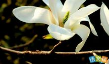 描写玉兰花的优美句子