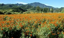 描写鲜花盛开的句子