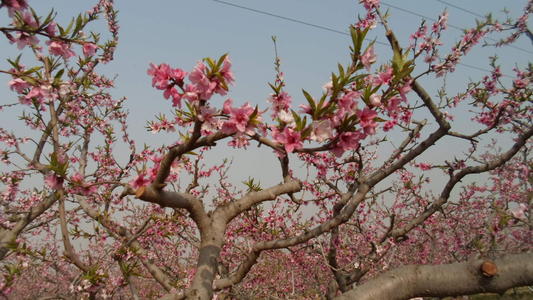 写花