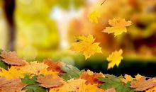 关于写秋景的优美句子