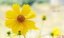 描写享受阳光的句子