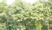 描写香樟树的句子