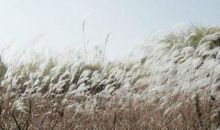 简贞：浮尘野马