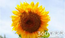 描写向日葵优美句子