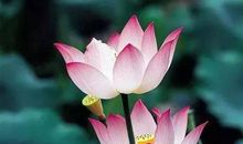 李商隐：赠荷花