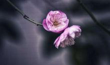 一朵花也是春天