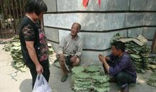 曹靖华：《洱海一枝春》