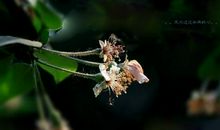 汪国真：那凋零的是花