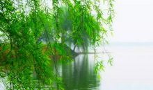 描写柳絮的诗句